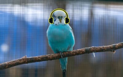 Music for Budgies: Understanding the Impact of Music on Budgie Behaviour