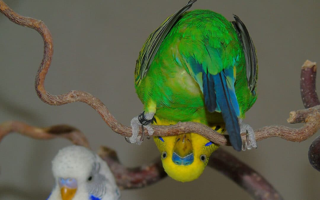 The best wooden toys for budgies: Why wood is better