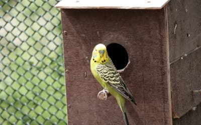 Budgie Egg-laying without Hatching: Causes and Solutions