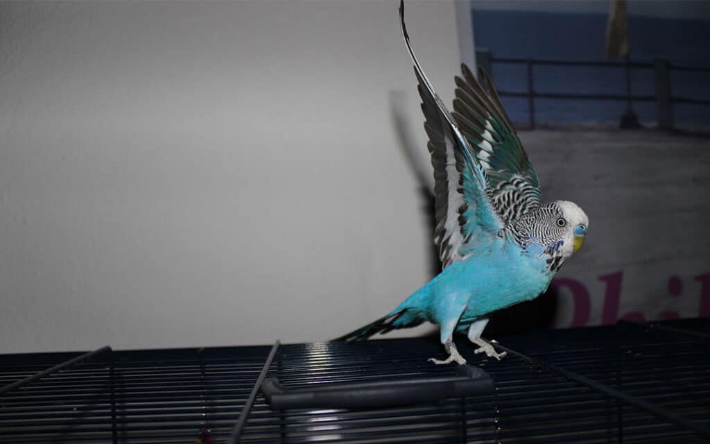 A budgie on top of its cage with open wings