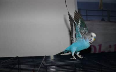 A Guide to Budgie Behavior: Understanding your feathered friend