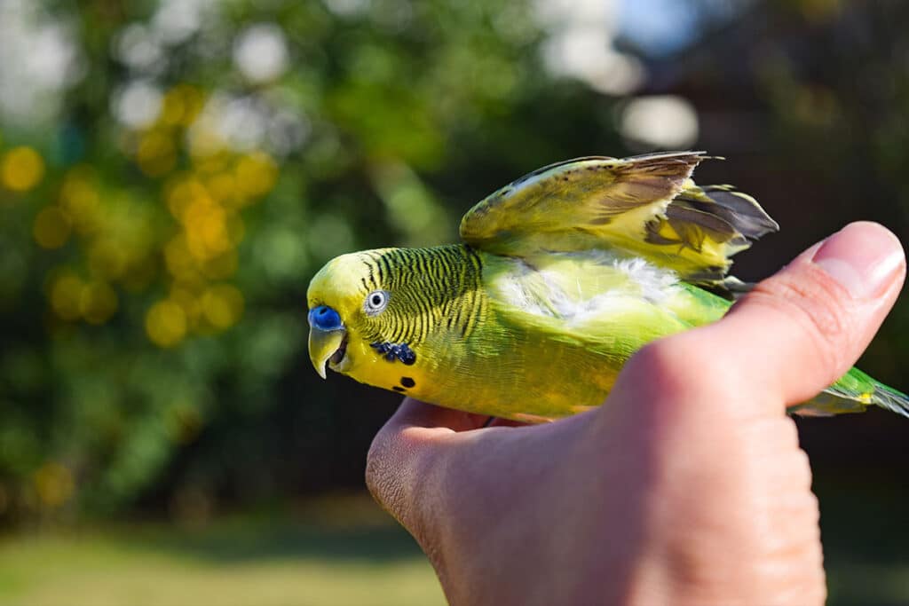 A yellow-green budgie sitting on a hand