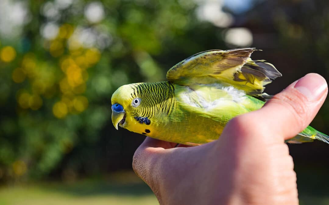 Budgie Training 101: Teach your parakeet tricks and behaviors