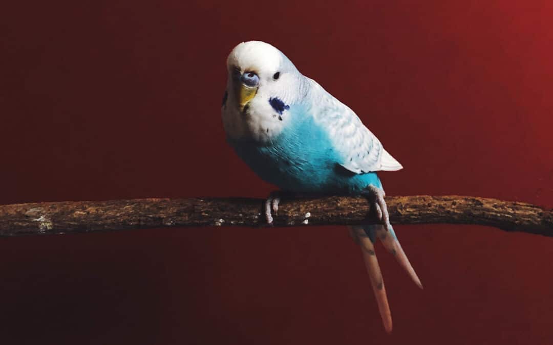 Budgies Revealed: 8 surprising facts about these adorable birds
