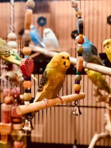 Budgies in wooden swing.