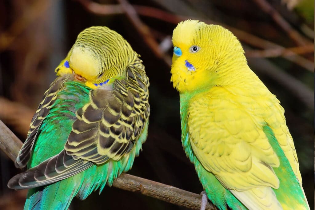 A budgie with healthy, smooth feathers
