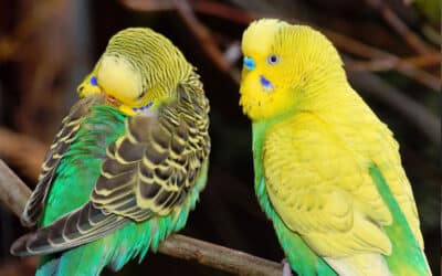 Budgies and their feathering changes