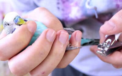 Step-by-Step Guide: Clipping your budgie’s nails safely and effectively