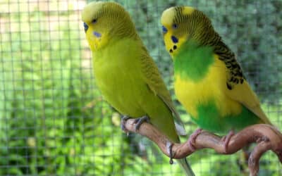 A guide to keeping your chubby budgies happy and healthy