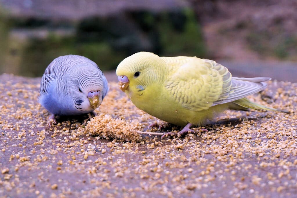 Two budgies eating together
