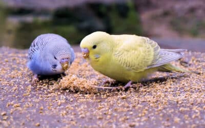 A guide to feeding your Budgies