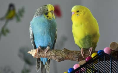 5 Reasons to Bring Home a Pet Budgie: The pocket-friendly, colorful and affectionate pet