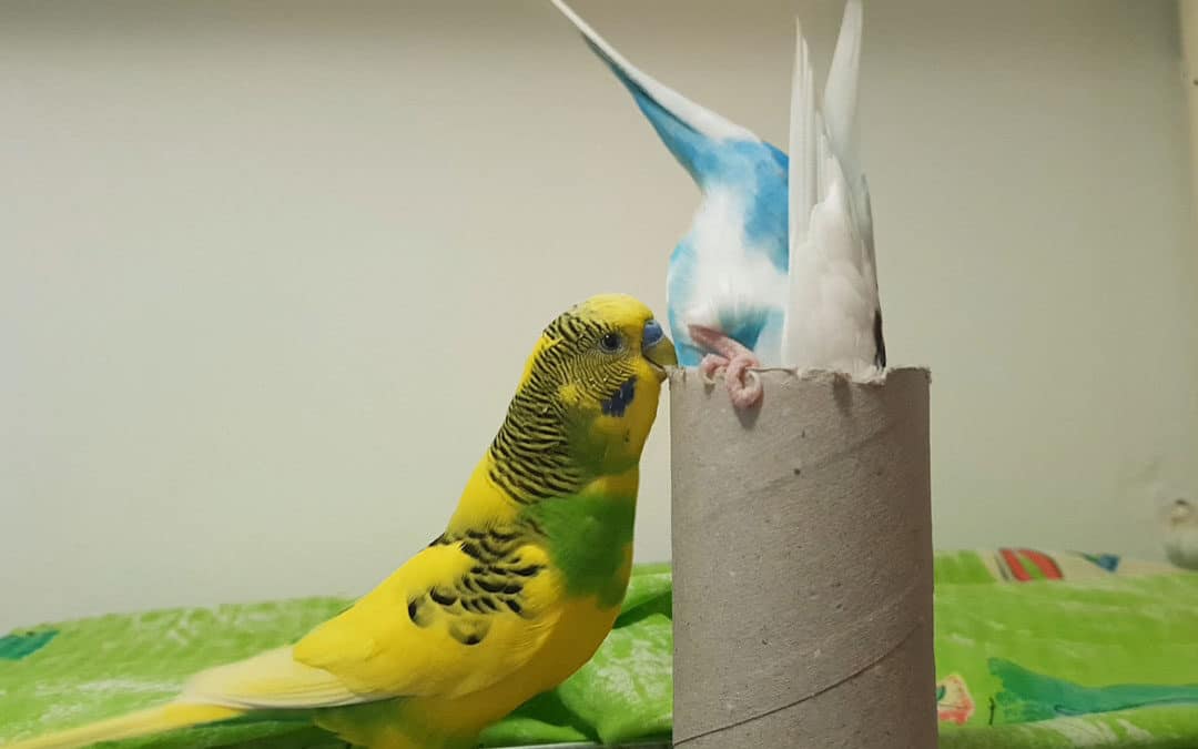 Budgie Playtime: Fun and interactive activities for your budgie
