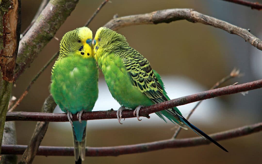 Two budgies are better than one: Understanding the benefits of keeping a pair