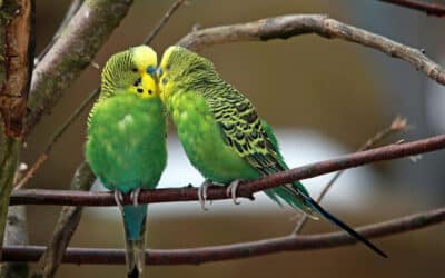 Two budgies are better than one: Understanding the benefits of keeping a pair
