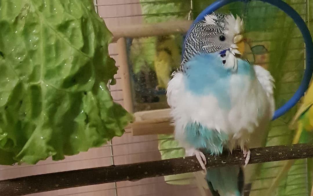 Benefits of Bathing Budgies: Feather maintenance and cleanliness