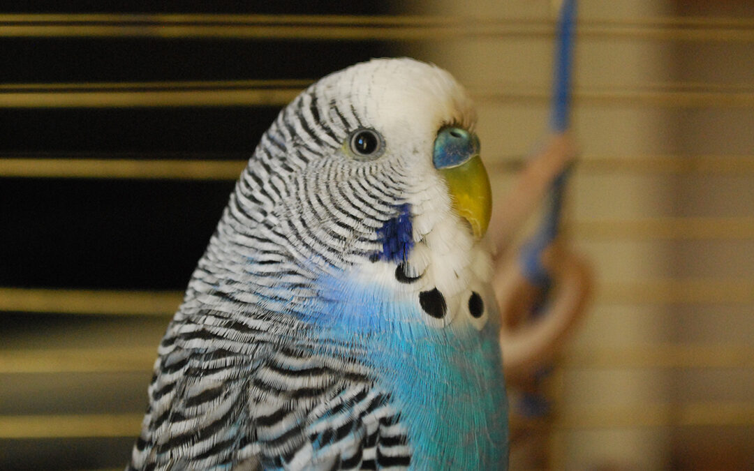 A Bird’s Eye View: A Guide to Understanding Budgie Vision and Perception