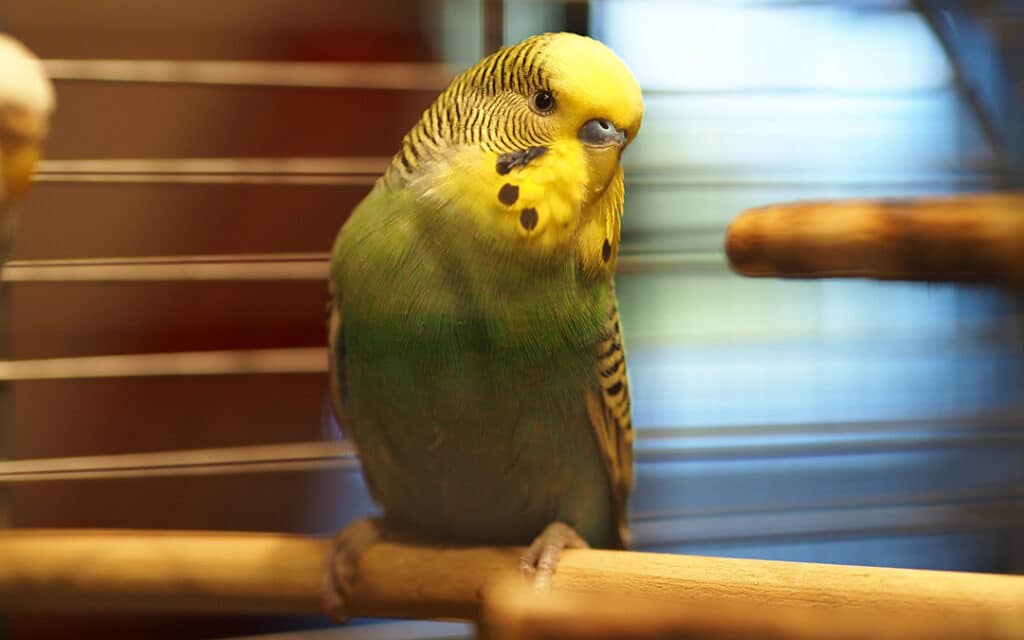A budgie standing on a branch inside its cage