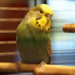 Budgie standing on a branch in the cage