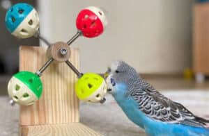 Budgie playing with a toy.