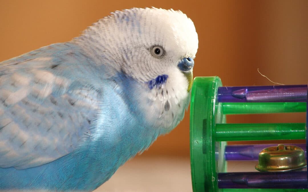 Budgie Enrichment: Creative Ideas to Keep Your Bird’s Mind Stimulated