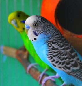 Cute parakeets. Yellow and blue budgies sitting on a branch.