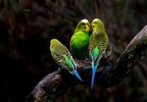 Australian parakeets.