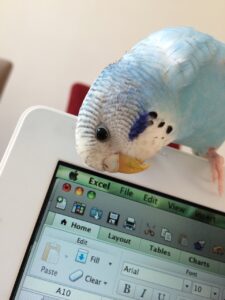 A white-blue budgie sitting on a laptop.