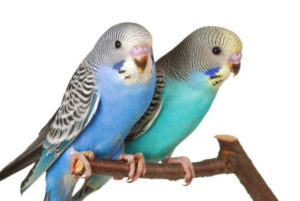 A pair of budgie parakeets.
