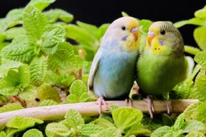 Cute budgies pair.