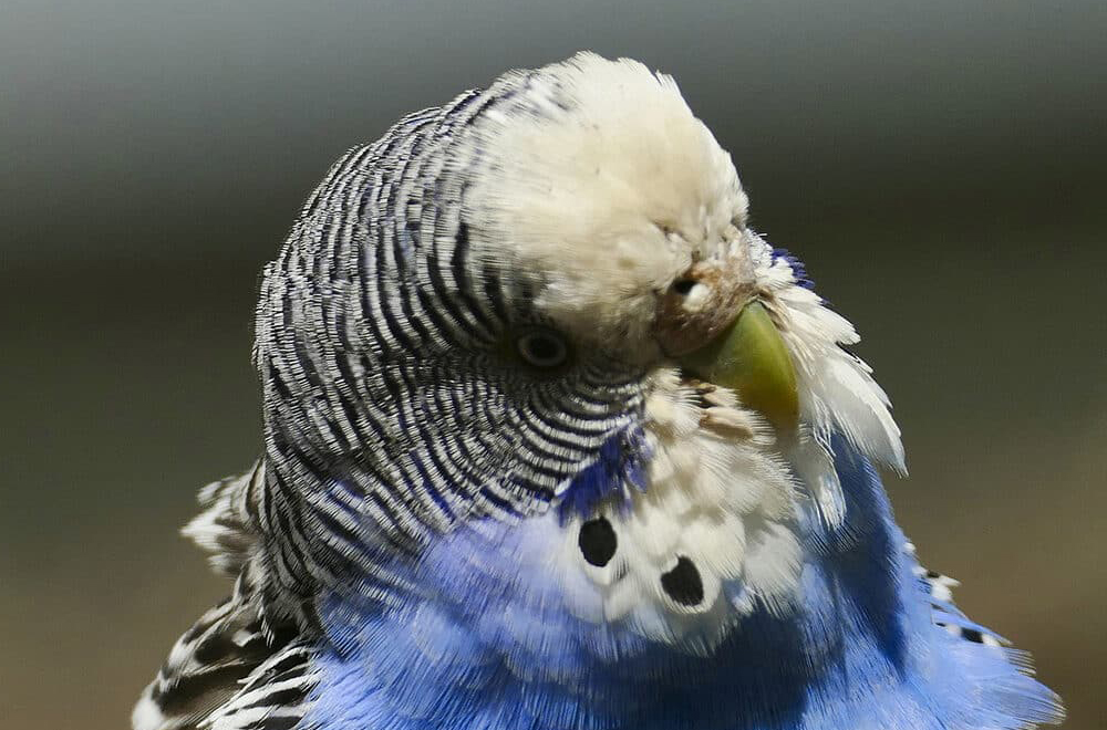 Is Your Budgie Sneezing and Wheezing? Understanding Respiratory Issues in Pet Birds