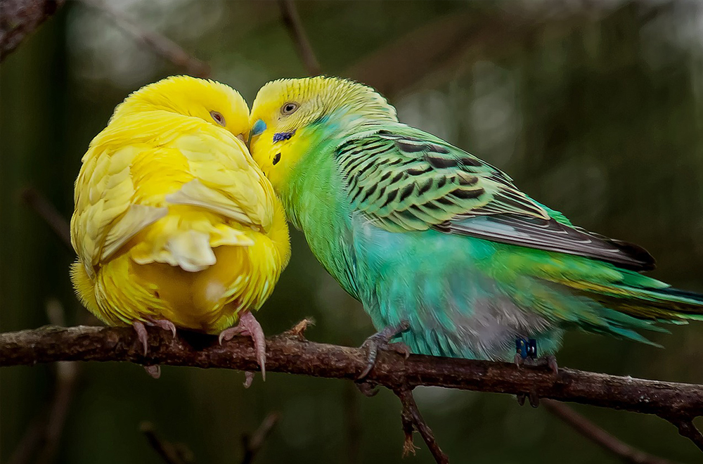 Parakeet Mating and Breeding