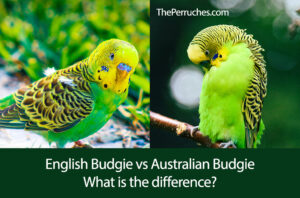 English Budgie vs Australian Budgie. What is the difference?
