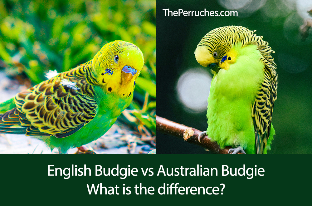 English Budgie vs Australian Budgie: The Differences