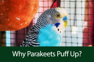 Why parakeets puff up?