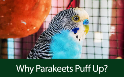 Why Parakeets Puff Up?