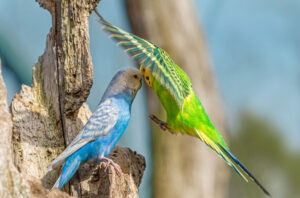 Green parakeet kissing blue parakeet.