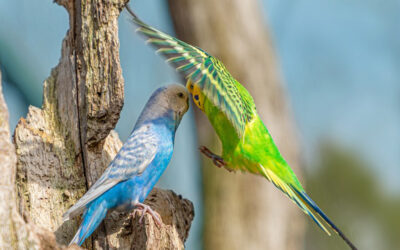 Budgie (Parakeet)