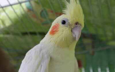 Cockatiel Parrots: A Guide to Care, Diet, and Health