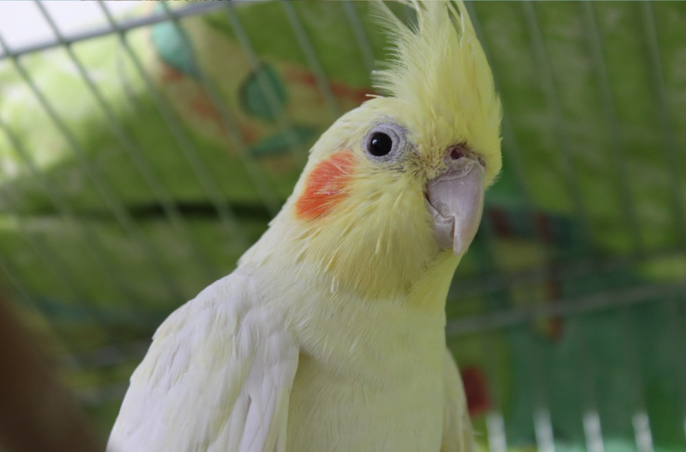 Cockatiel Parrots: A Guide to Care, Diet, and Health