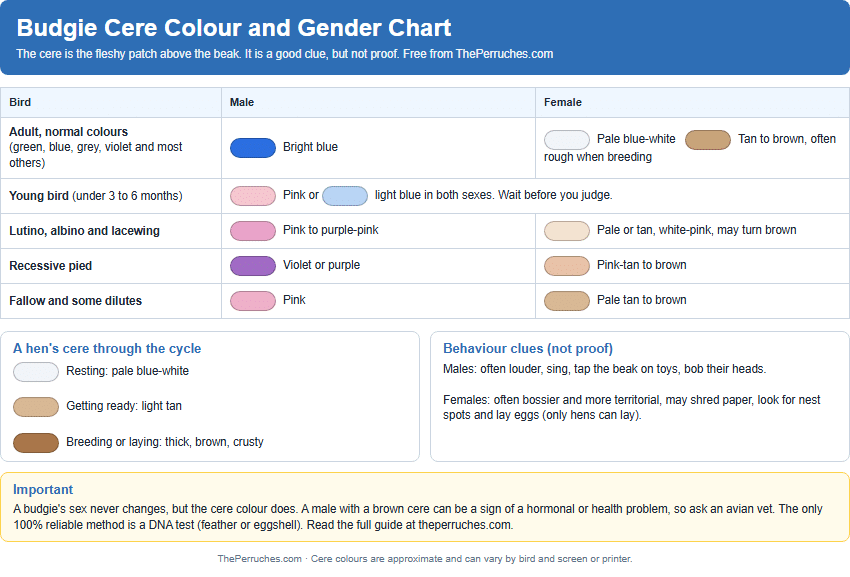 Cere colour and gender chart preview